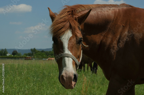 brown horse on the pasture, close up part of body © evolutionnow
