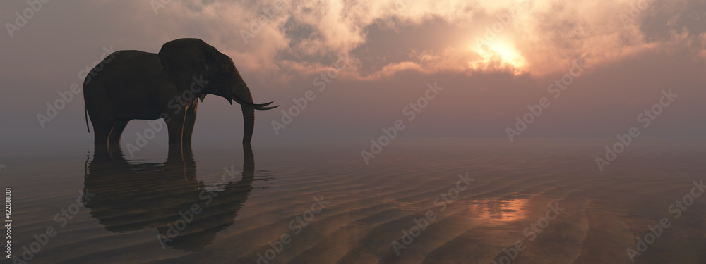 Fototapeta elephant and sunset