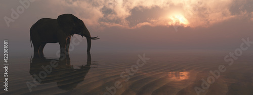 Photo elephant and sunset
