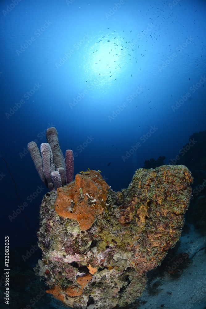 Fototapeta premium Colorful Coral Reef