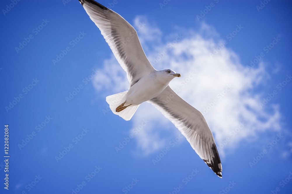 White seagull flying on blue sky background at the beach. White seagull flying on blue sky background at the beach.