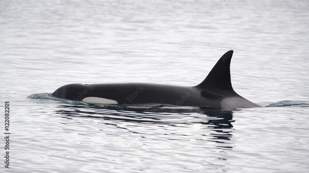 Orca, Iceland