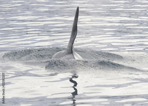 Orca  Iceland