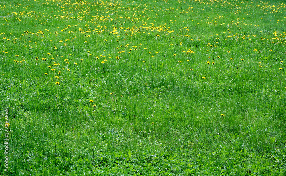 Spring meadow dandelions Spring meadow dandelions
