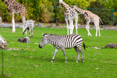 zebra and giraffe  at the green park in Zoo