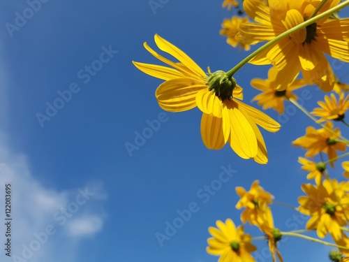 fiori gialli di topinambur