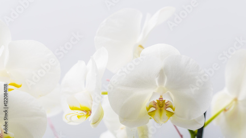 Cute smooth white petals on an orchid flower plant close up still