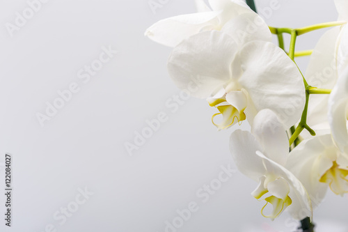 White smooth orchid flowers close up on a grey background