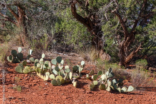 cactus and red soil