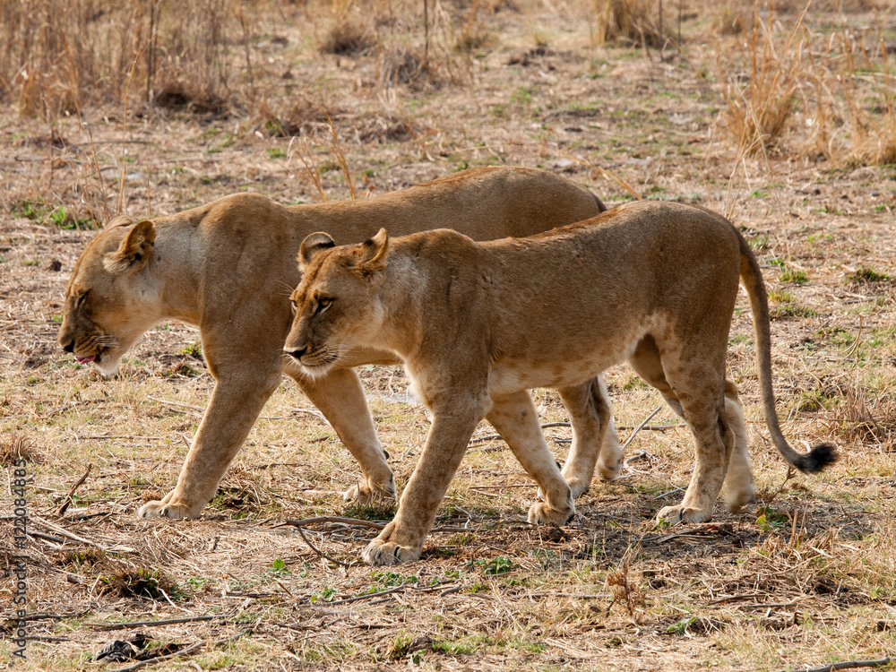 Africa Lions