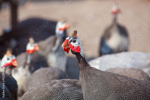 A flock of adult birds - guineafowl afternoon walks on a pasture in the aviary on the farm. Breeding animals at home.