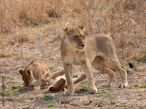 Africa Lions