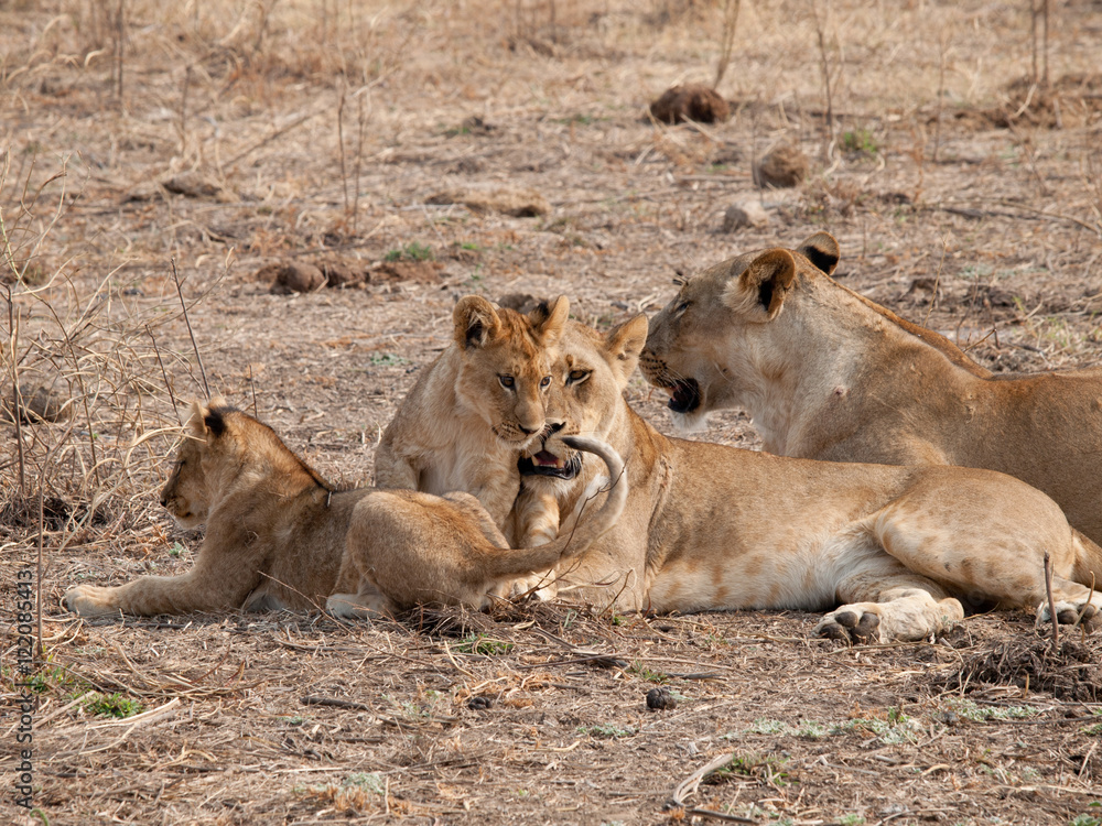 Africa Lions