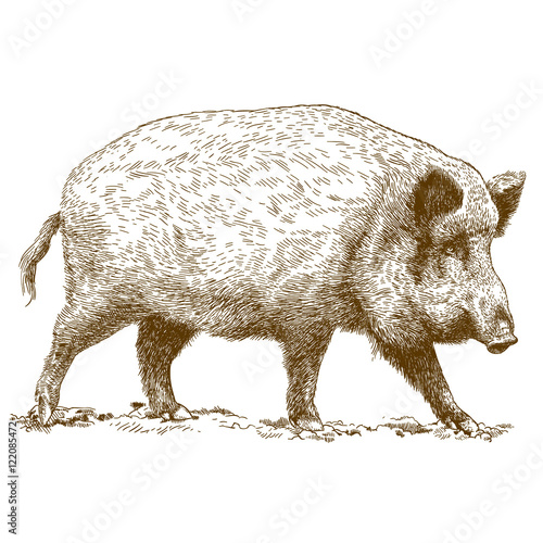 engraving  illustration of wild boar