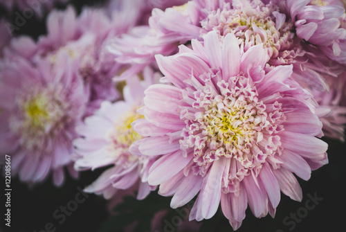 Purple chrysanthemum © James