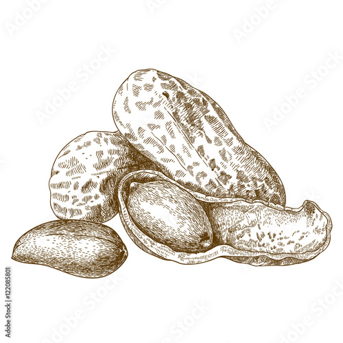 engraving illustration of shelled peanuts