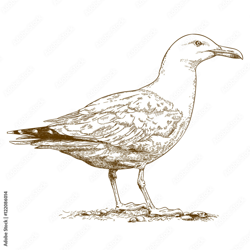 Naklejka premium engraving illustration of gull
