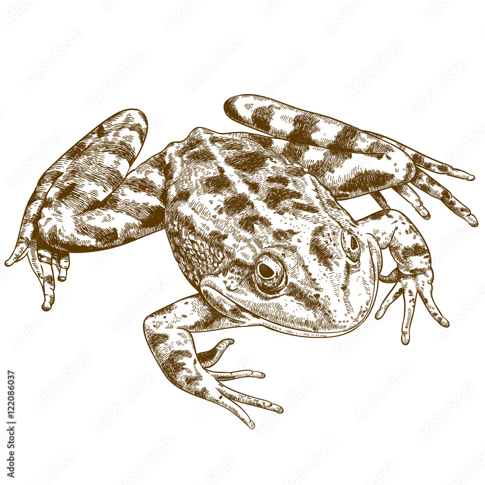 Naklejka premium engraving illustration of frog