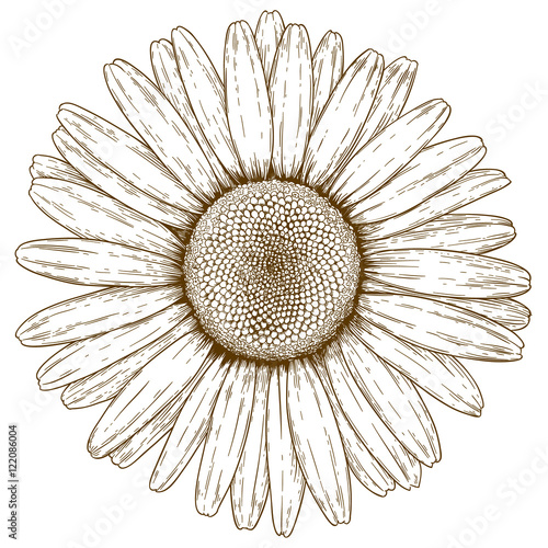 engraving illustration of chamomile