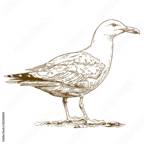 Fotografie, Tablou engraving illustration of gull
