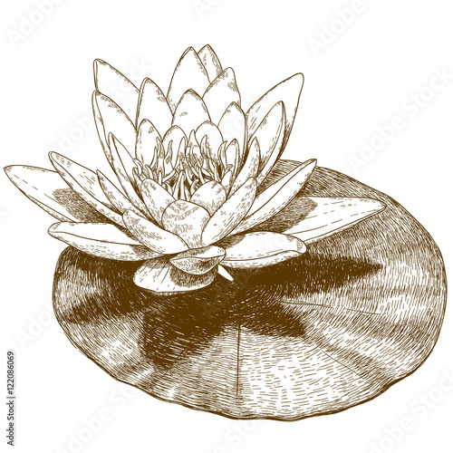 engraving illustration of water lily flower