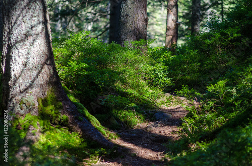 The trail in the forest among green fresh plants