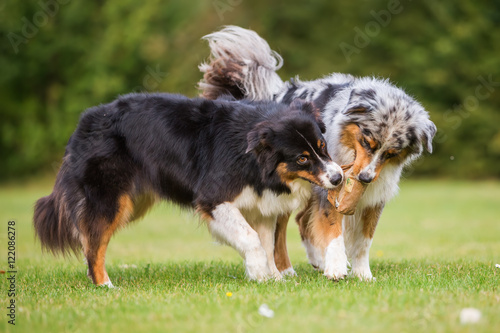 two dogs fighting for a food bag