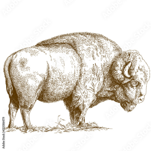 engraving  illustration of bison