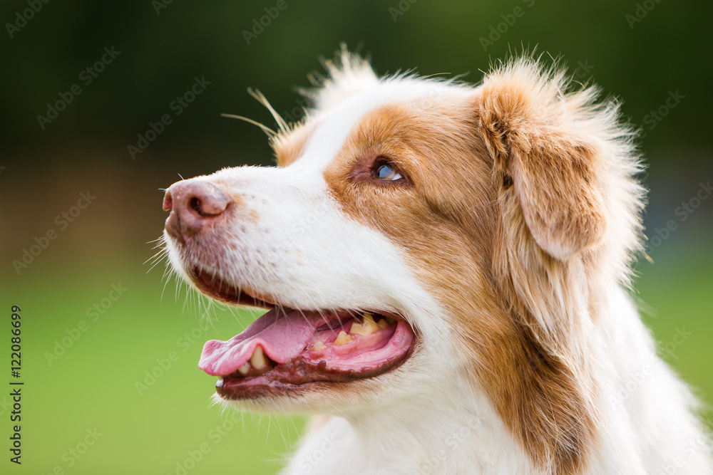 portrait of an Australian Shepherd dog