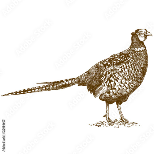 Tela engraving illustration of pheasant