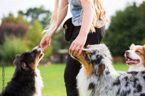 Fototapeta Naklejka Na Ścianę i Meble -  girl gives two dogs a treat