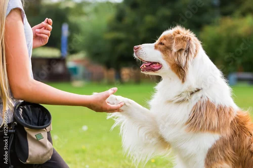 Fototapeta na wymiar dog gives a girl the paw