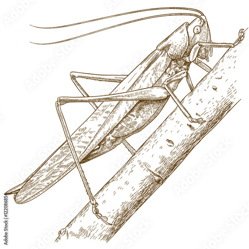 engraving illustration of grasshopper © Andrii_Oliinyk