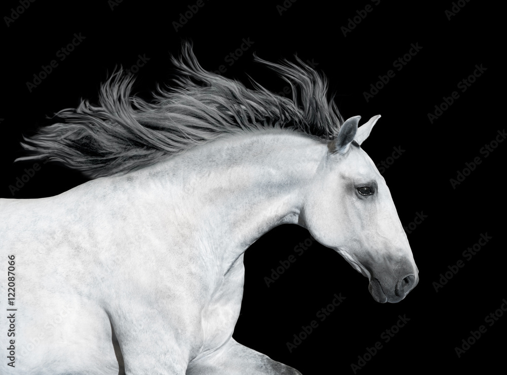 Portrait of the gray horse isolated on black background