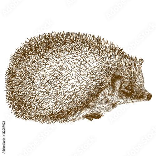 engraving antique illustration of hedgehog