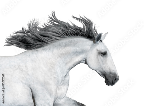 Portrait of the gray horse isolated on white background © ashva
