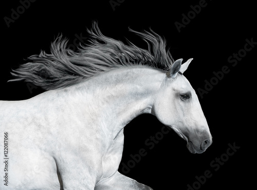 Portrait of the gray horse isolated on black background © ashva