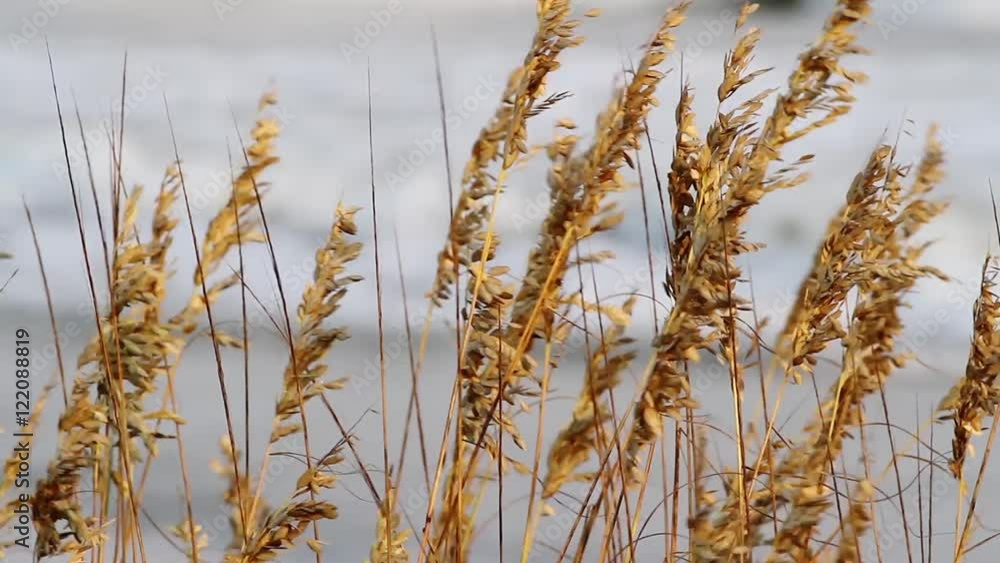 Sea oats wave a lively breeze with Atlantic Ocean waves in the softly focused background. 30 seconds looping. Sea oats wave a lively breeze with Atlantic Ocean waves in the softly focused background. 30 seconds looping.