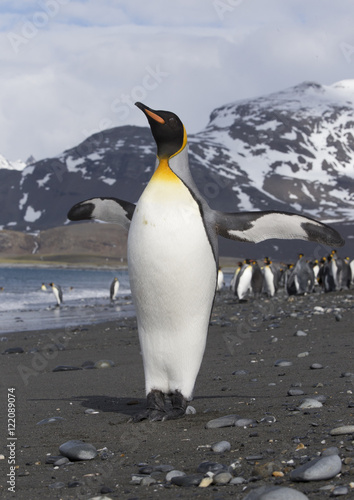 King Penguin stretching