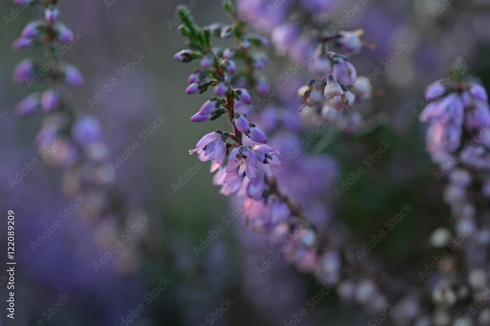 violet heather violet heather