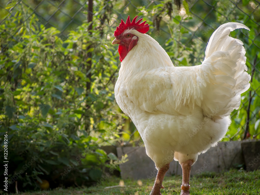 Fototapeta premium Hahn