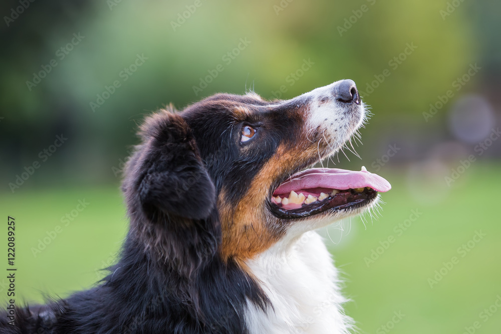 portrait of an Australian Shepherd dog