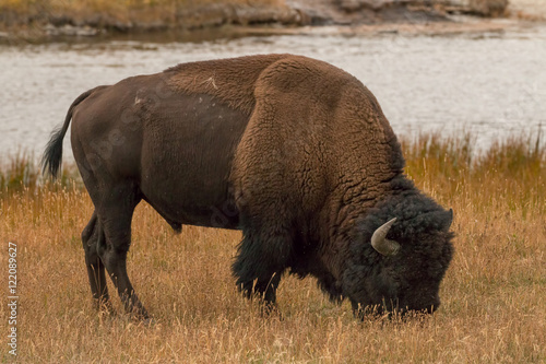 Bison in Yellowstone