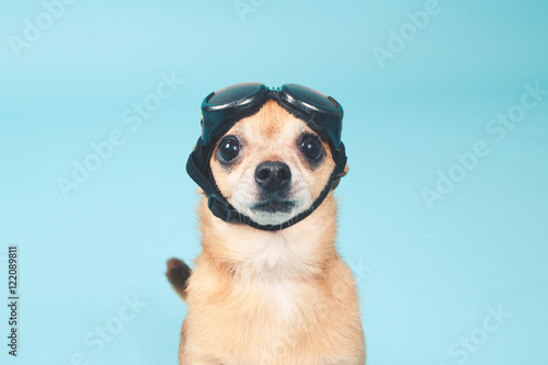 dog with pilot goggles