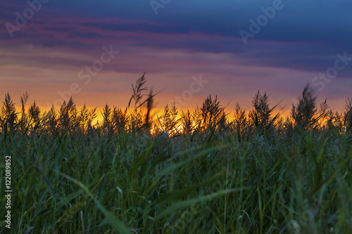 Amazing sunset with grass silhouettes