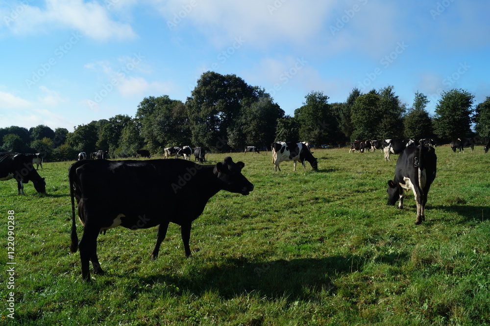 Fototapeta premium agriculture, vache, 