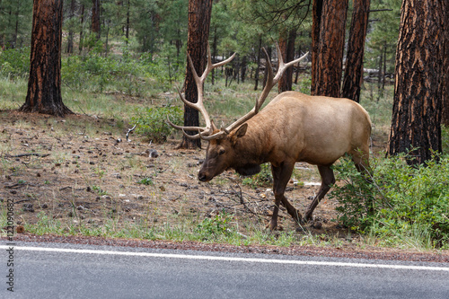 Wallpaper Mural male elk Torontodigital.ca