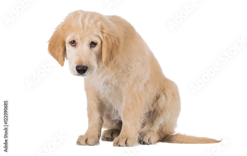 Miserable Golden Retriever puppy sitting front view isolated