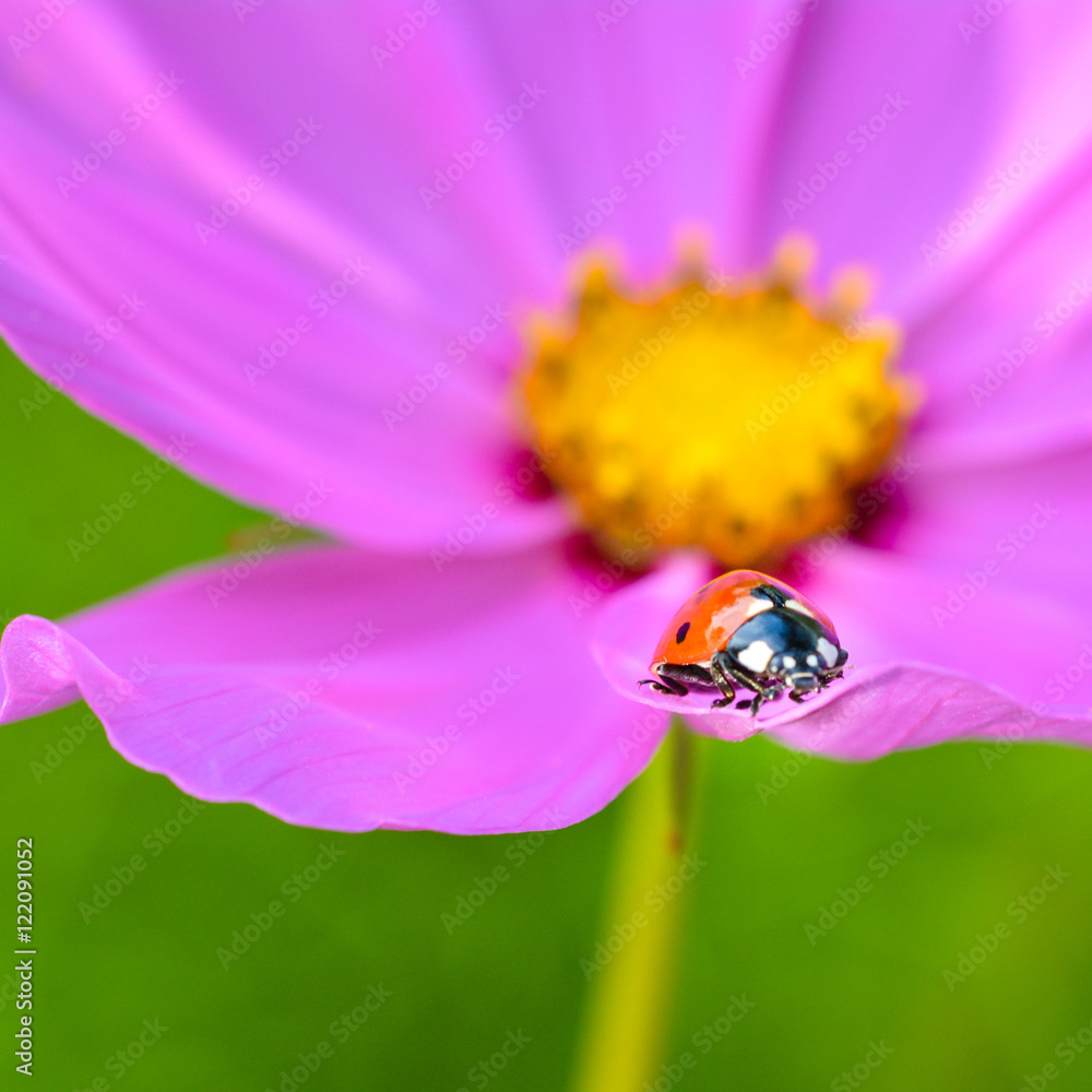 Fototapeta premium Ladybug