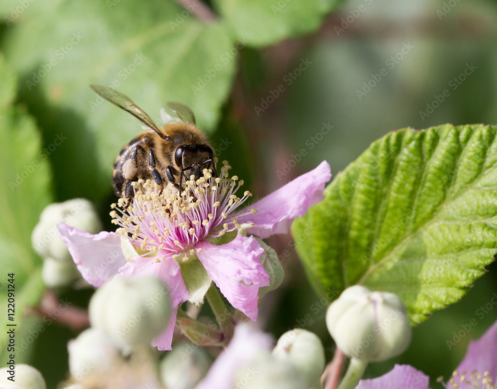 Macrophotographie d'insecte: Abeille européenne (Apis mellifera) Macrophotographie d'insecte: Abeille européenne (Apis mellifera)